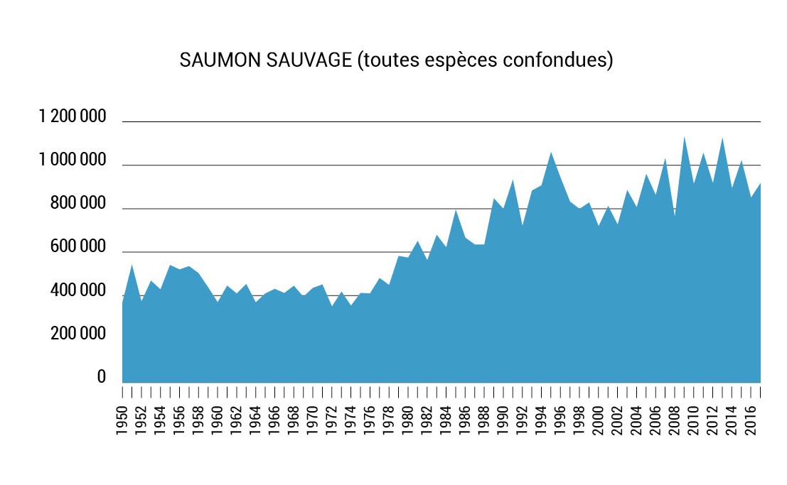 Saumon Guide des espèces