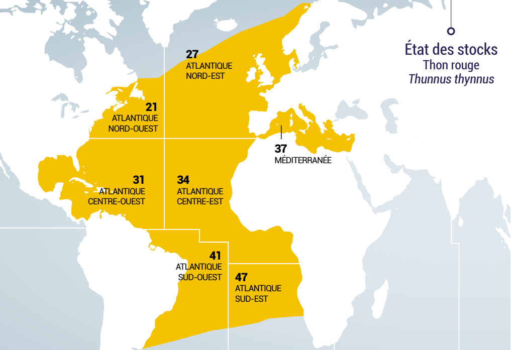 Qu'est ce que le thon rouge ? - Institut océanographique