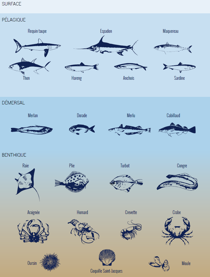 Filet de pêche : définition et explications