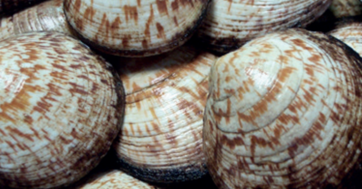 Amande de mer | Guide des espèces