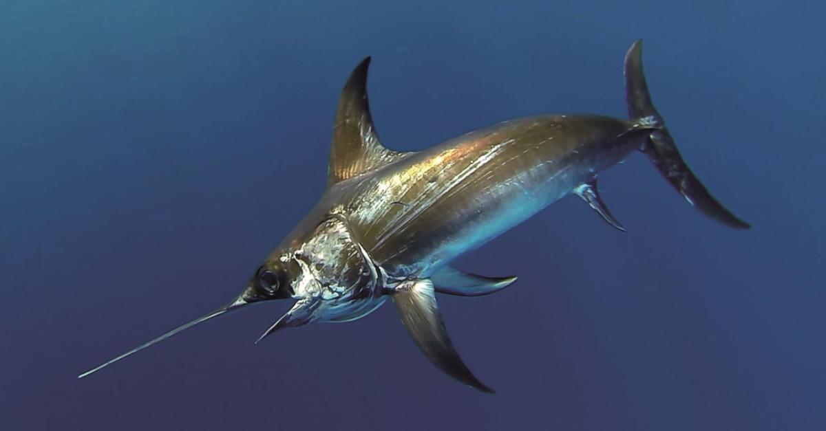 Espadon Guide des espèces