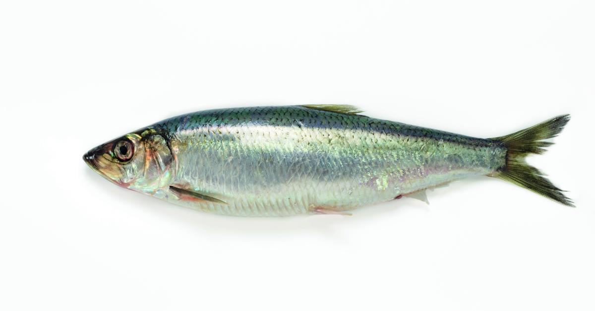 Hareng | Guide des espèces