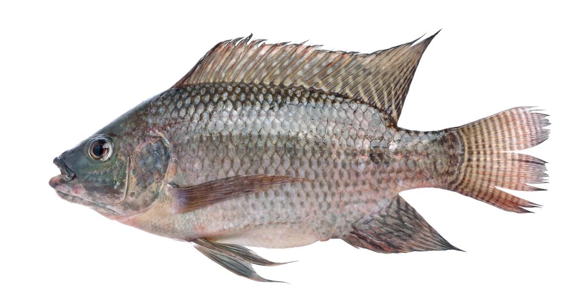 Aliment poisson d'eau douce : esturgeon, carpe, tilapia, catfish