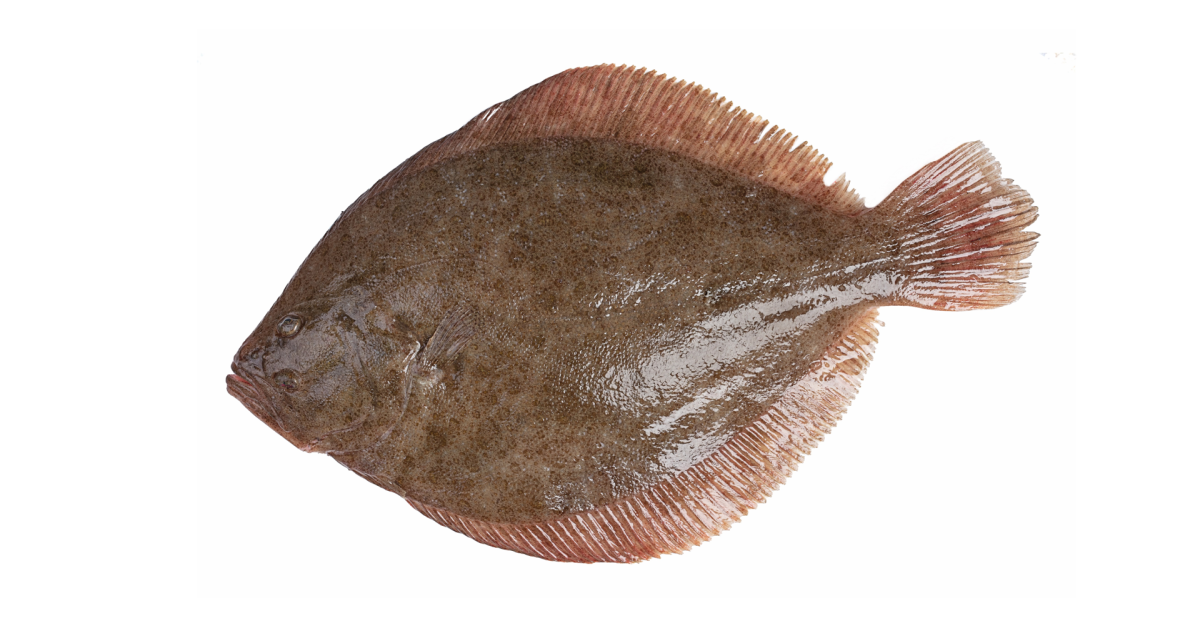 Turbot Guide des espèces