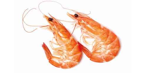 Crevettes tropicales ou Gambas